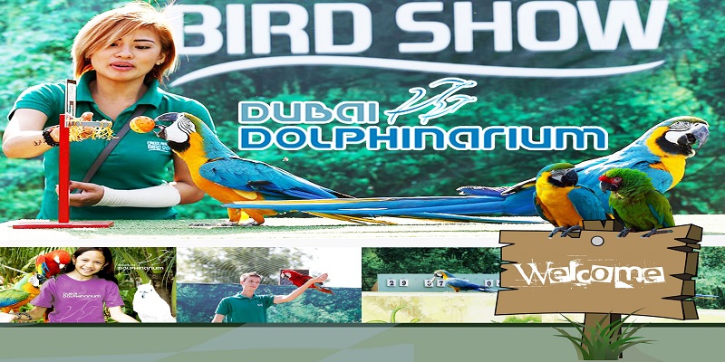 Creek Park Bird Show