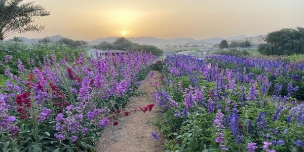 UAE Flower Farm