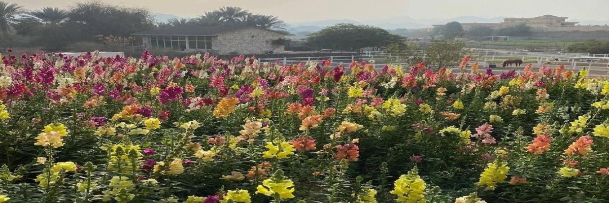 UAE Flower Farm Tickets UAE Flower Farm